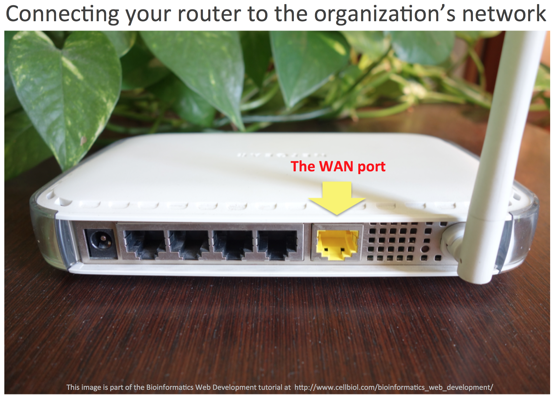 A first step to build your own LAN within an organization is to connect your SOHO router to the organization's network. This is done by using the WAN port of your router. Whether the IP address for this port ("external IP") will be assigned to the router automatically or if you have to configure it yourself depends on the presence of a DHCP server within the wider network you are connecting to. If it is present, your router is belonging as a DHCP client in this context.