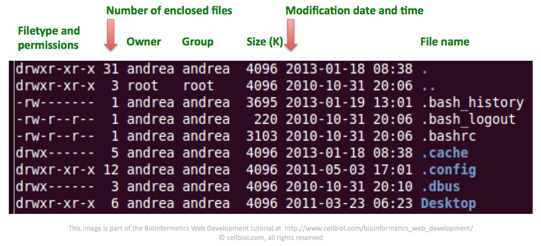 Understanding the ls -la output