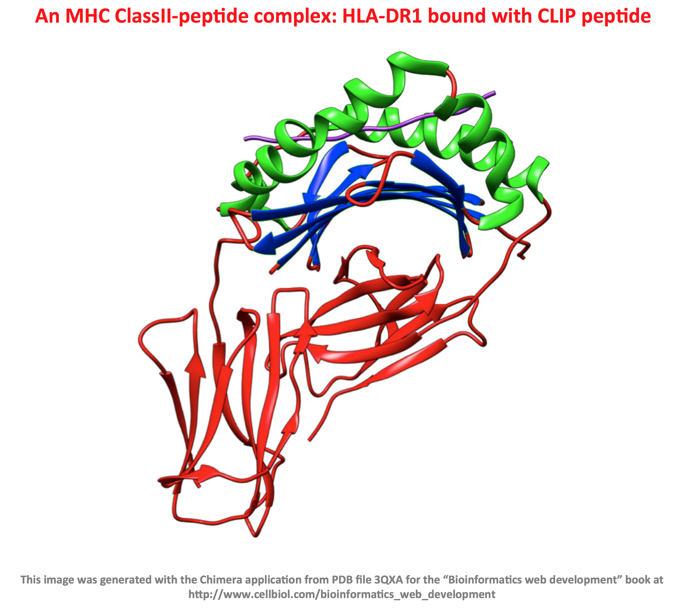 Figure 5-3-5: A "lateral" view of the same 3QXA molecule shown in the previous figure. This time, the helices that delimit the sides of the peptide binding pocket are colored in green, while the "floor" of the pocket, made by a beta sheet structure, is colored in blue.