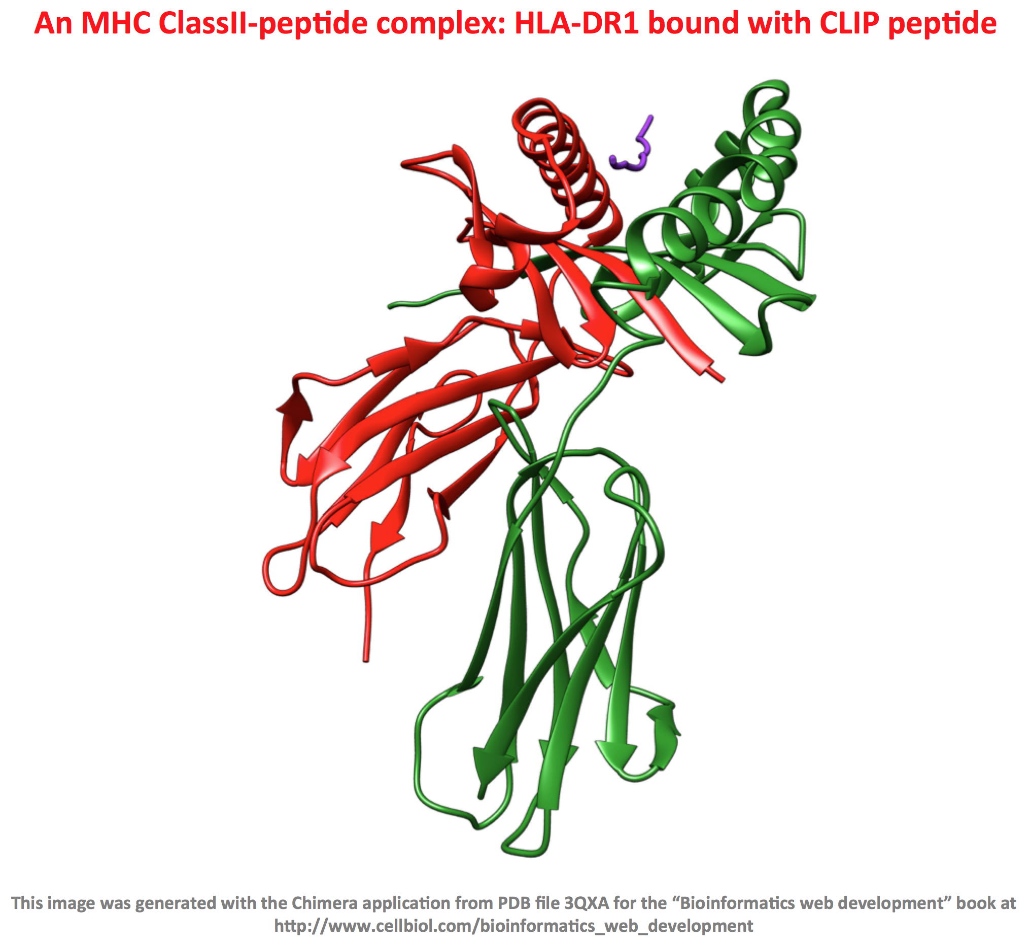 An MHC ClassII-peptide complex: HLA-DR1 bound with CLIP peptide