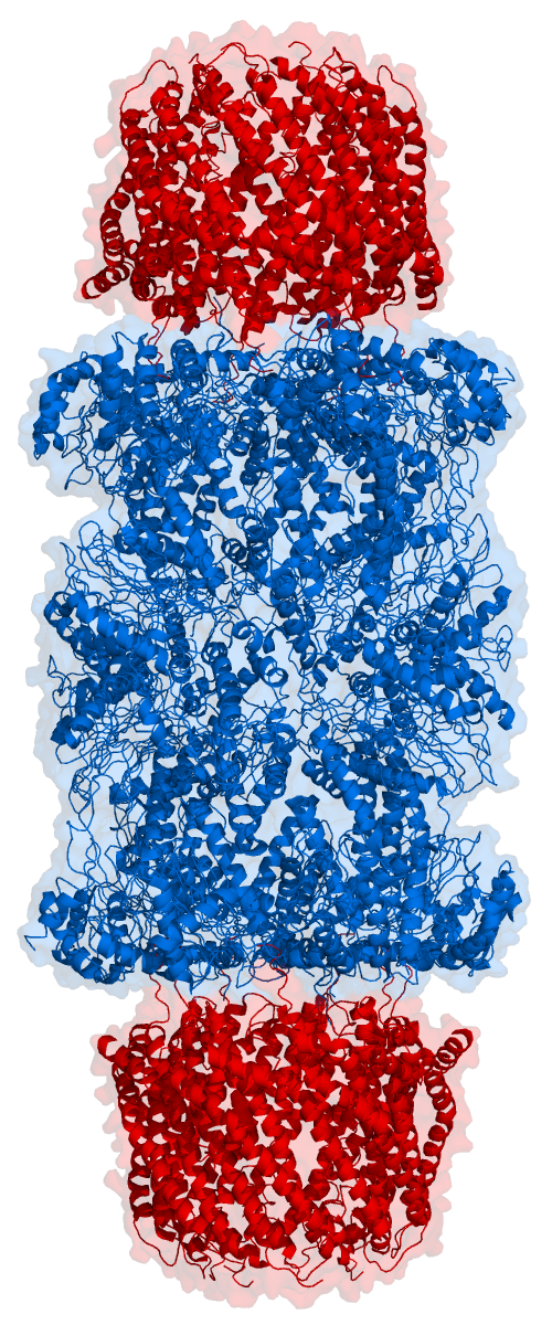 The proteasome complex, side view