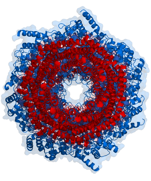 The proteasome is a molecular tunnel